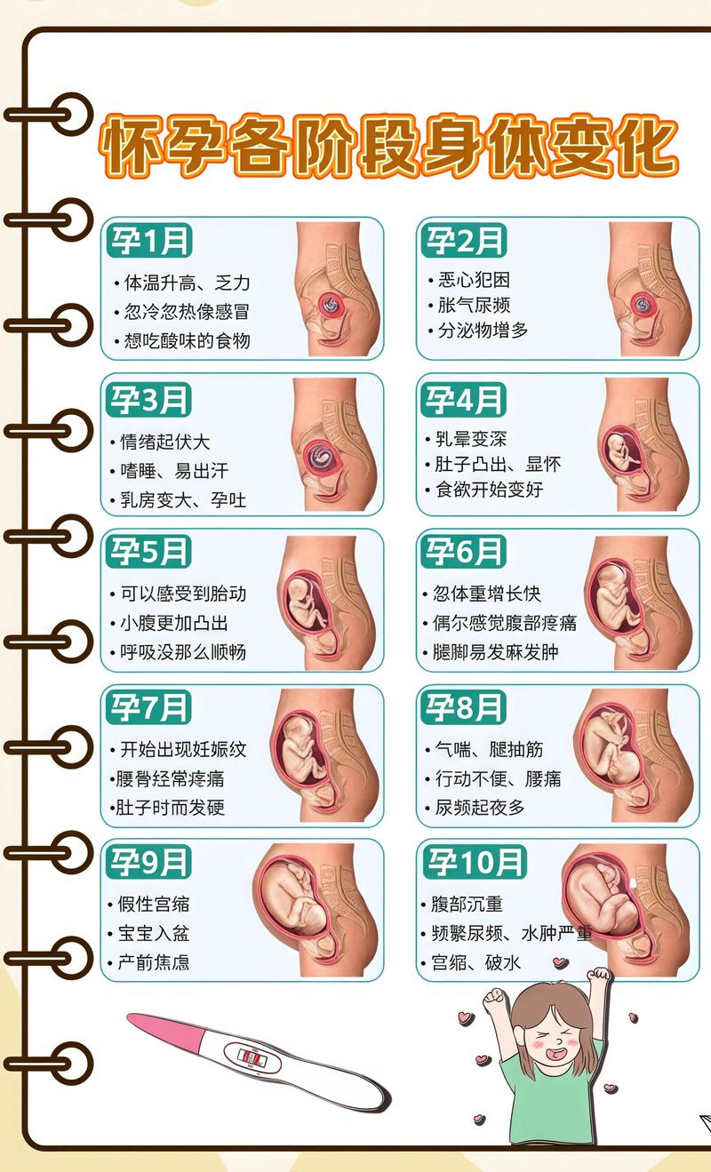 揭秘供卵代孕妈妈怀孕小腹分两节，孕期变化的奥秘磐石代生机构: